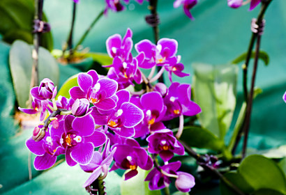 Fototapeta Purple orchid flowers 24286